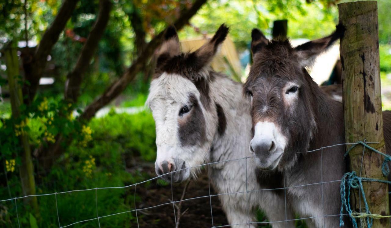 Pontyclerc Farm House Bed And Breakfast Ammanford Exteriér fotografie